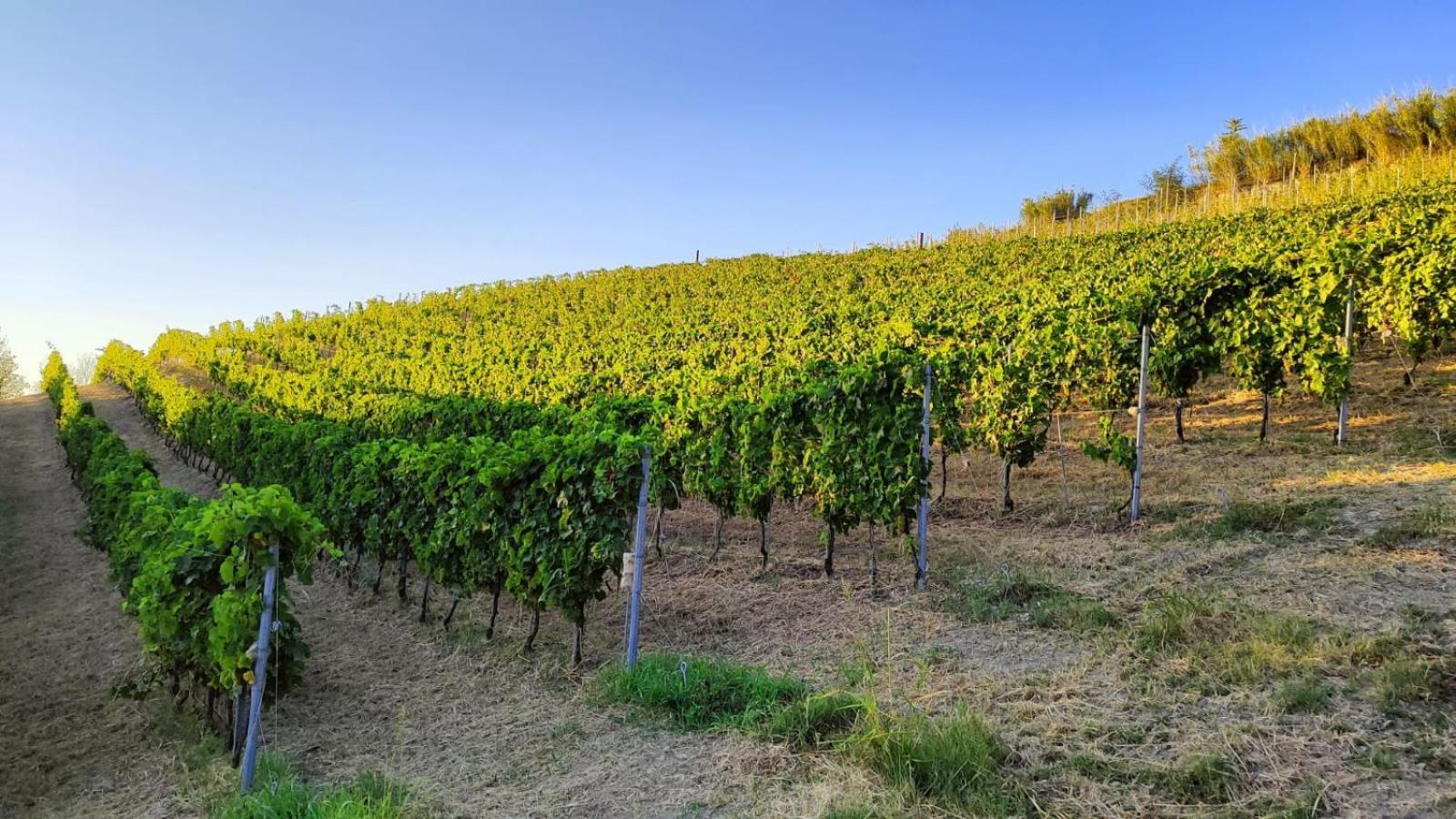 Cadgal - Tenuta La Cova Calamandrana Exterior foto